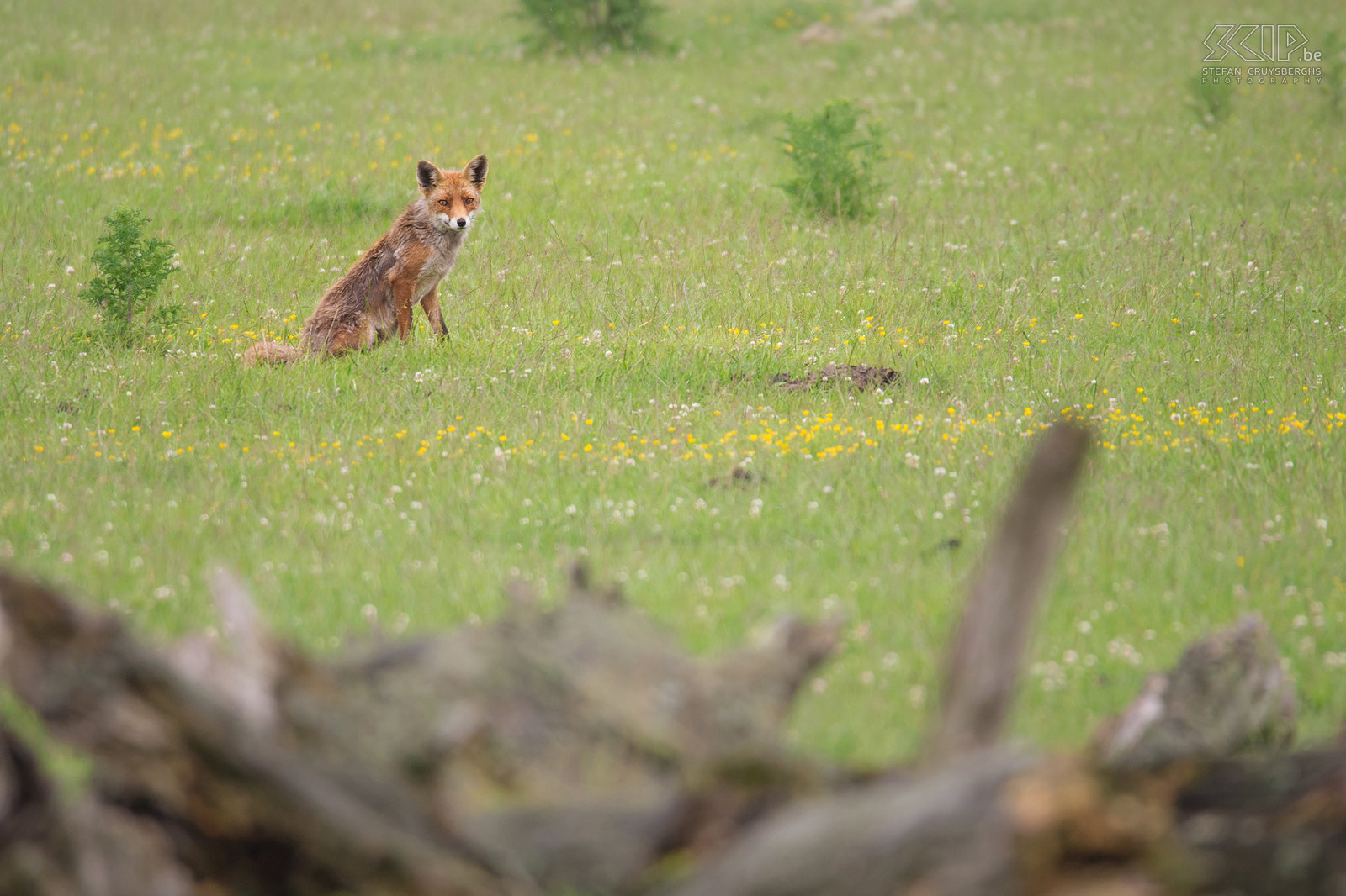 Oostvaardersplassen - Volwassen vos We kwamen ook enkele volwassen vossen tegen in het nationale park Oostvaardersplassen. Stefan Cruysberghs